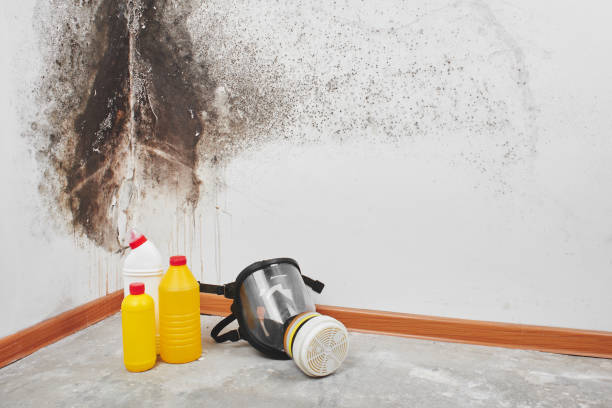 Best Attic Mold Remediation in Cashion, OK
