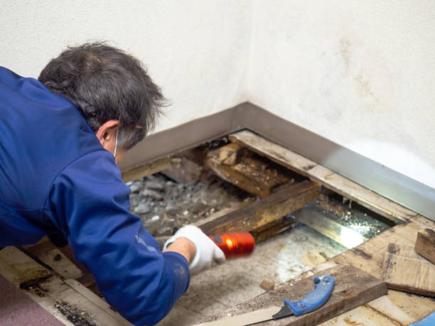 Best Mold Testing and Inspection Services in Cashion, OK