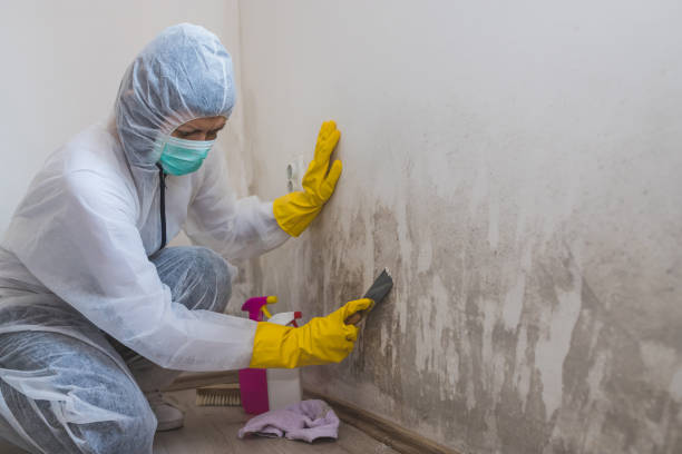 Best Industrial Mold Remediation in Cashion, OK