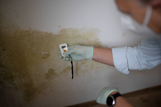 Best White Mold Remediation in Cashion, OK
