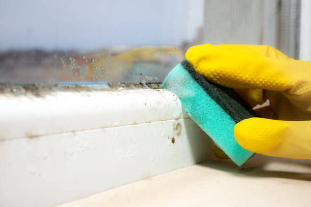 Best Commercial Mold Remediation in Cashion, OK