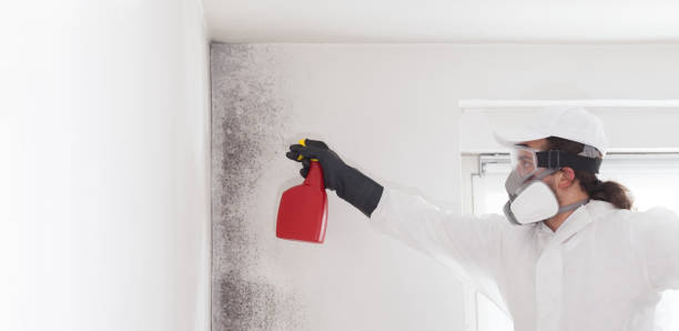 Best Residential Mold Remediation in Cashion, OK
