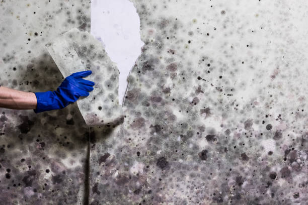 Best Bathroom Mold Remediation in Cashion, OK