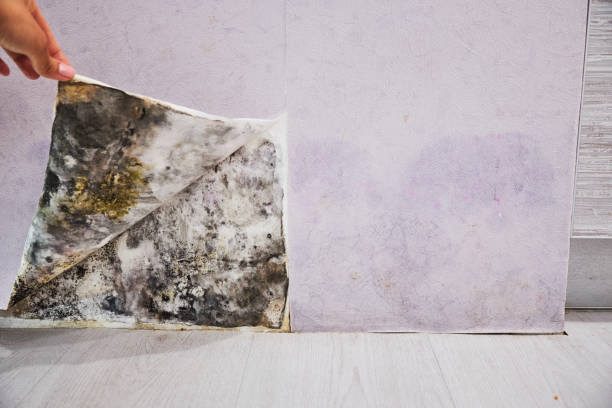 Best Health and Safety Mold Remediation in Cashion, OK